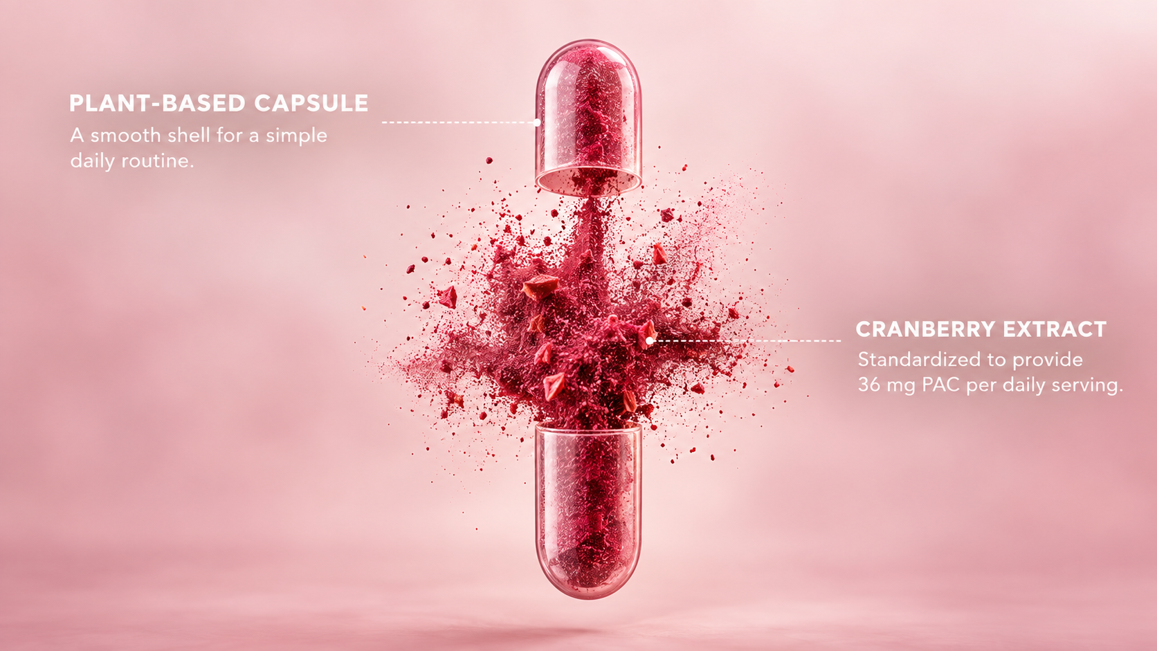 Concept illustration of a cranberry capsule and its proposed 36 mg PAC amount